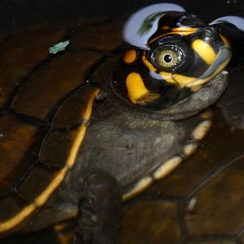 Rùa Ninja Yellow-Spotted River Turtle 10