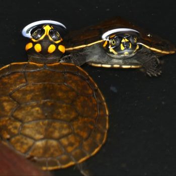 Rùa Ninja Yellow-Spotted River Turtle 11