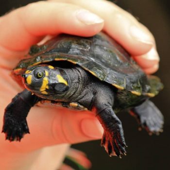 Rùa Ninja Yellow-Spotted River Turtle 3