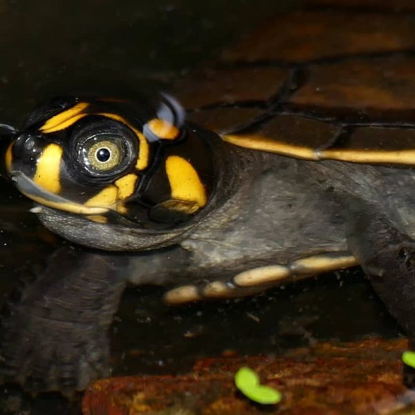 Rùa Ninja Yellow-Spotted River Turtle 5