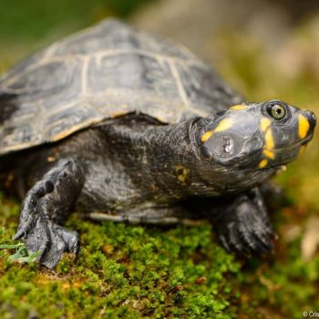 Rùa Ninja Yellow-Spotted River Turtle 6