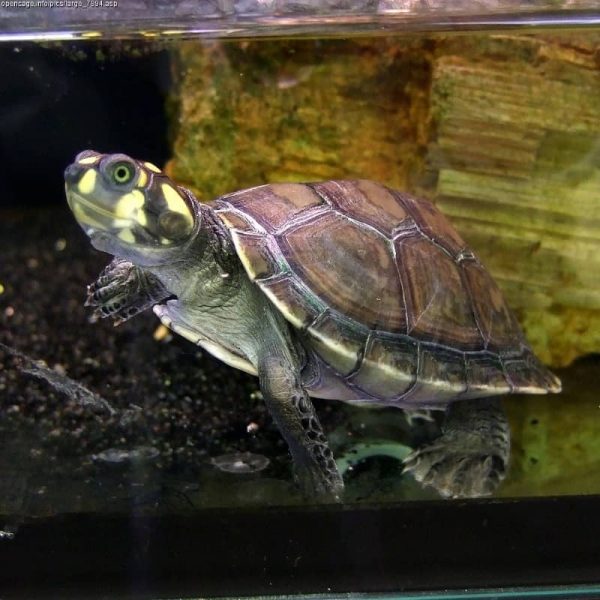 Rùa Ninja Yellow-Spotted River Turtle 7