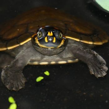 Rùa Ninja Yellow-Spotted River Turtle 8