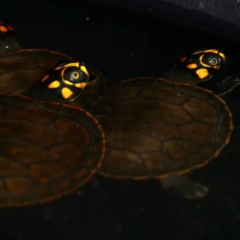 Rùa Ninja Yellow-Spotted River Turtle 9