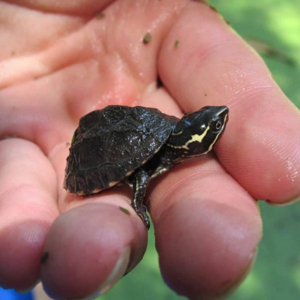 Rùa Xạ Hương Common Musk Turtle 2