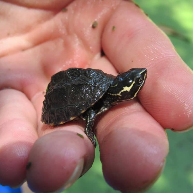 Rùa Xạ Hương Common Musk Turtle Bé Xinh Dễ Nuôi GIÁ TỐT 1