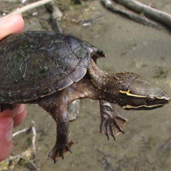 Rùa Xạ Hương Common Musk Turtle 7