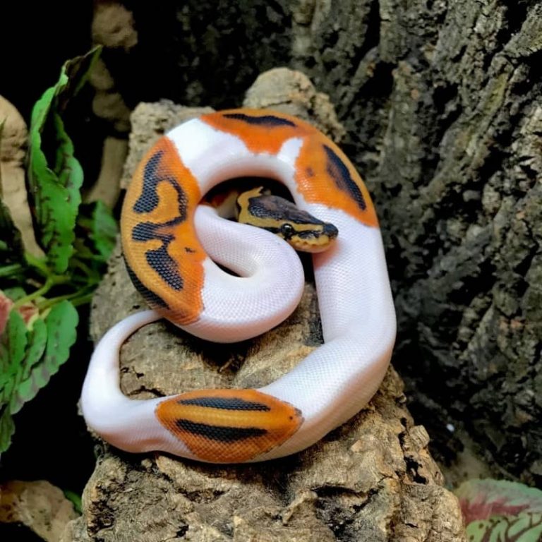 Trăn Bóng Pied Ball Python Đột Biến Đẹp Mê Ly [Cao Cấp 2020]