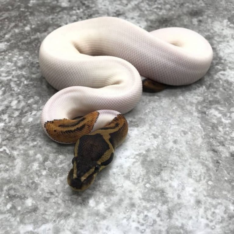 Trăn Bóng Pied Ball Python Đột Biến Đẹp Mê Ly [Cao Cấp 2020]