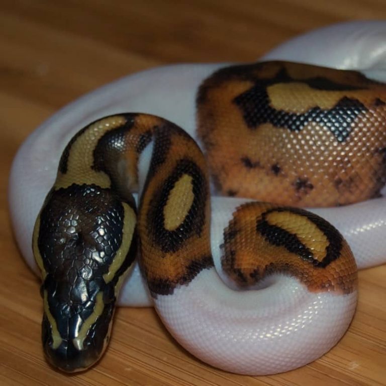 Trăn Bóng Pied Ball Python Đột Biến Đẹp Mê Ly [Cao Cấp 2020]