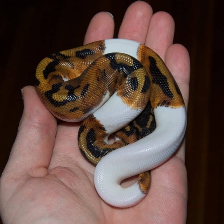 Trăn Bóng Pied Ball Python Đột Biến Đẹp Mê Ly [Cao Cấp 2020]