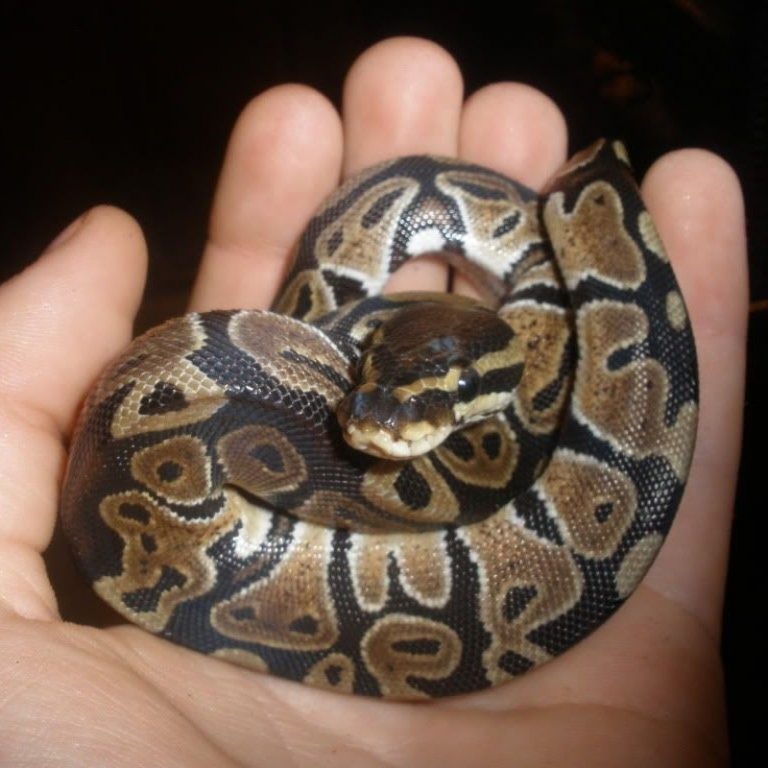 [TOP #1] Trăn Bóng Thường Normal Ball Python Màu Nguyên Bản