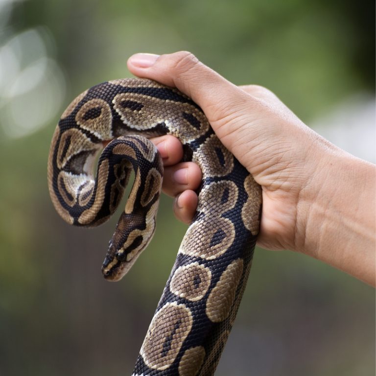 [TOP #1] Trăn Bóng Thường Normal Ball Python Màu Nguyên Bản