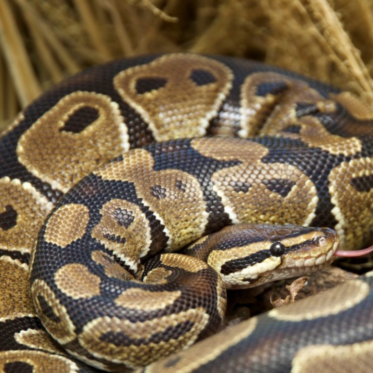 [TOP #1] Trăn Bóng Thường Normal Ball Python Màu Nguyên Bản