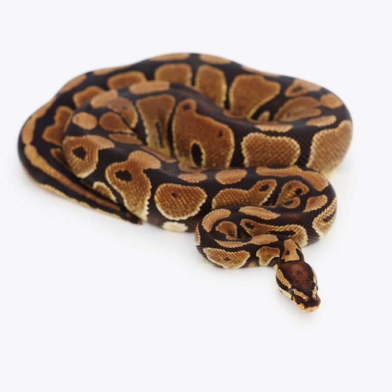 [TOP #1] Trăn Bóng Thường Normal Ball Python Màu Nguyên Bản