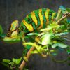 Tắc Kè Hoa Veiled Chameleon 8