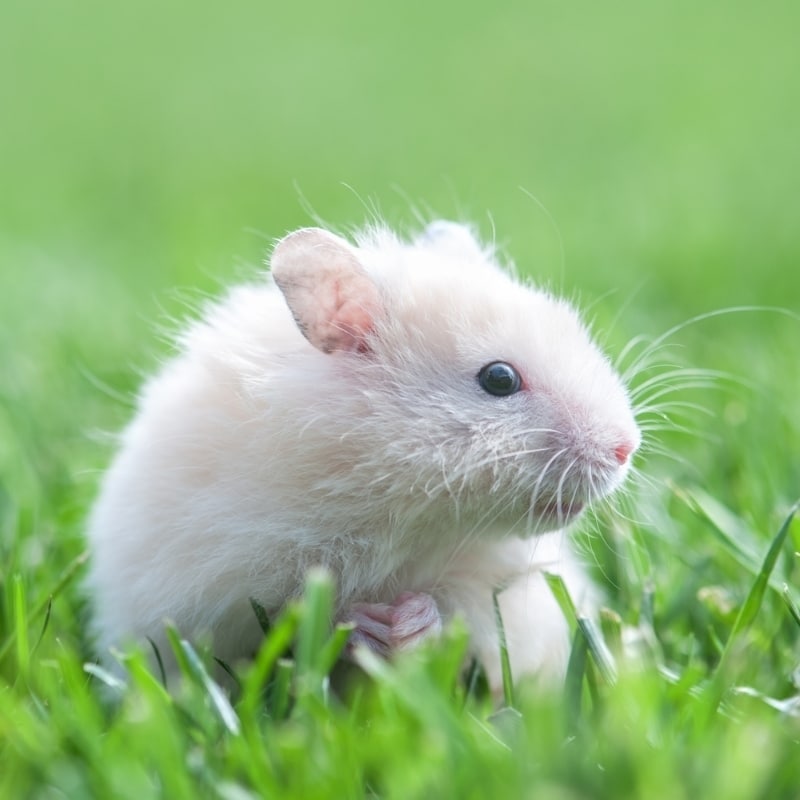 Chuột Hamster là một trong những loại thú cưng được yêu thích hiện nay