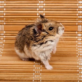 Chuột Hamster Campbell 2