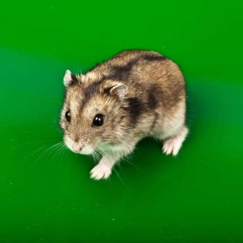 Chuột Hamster Campbell 4