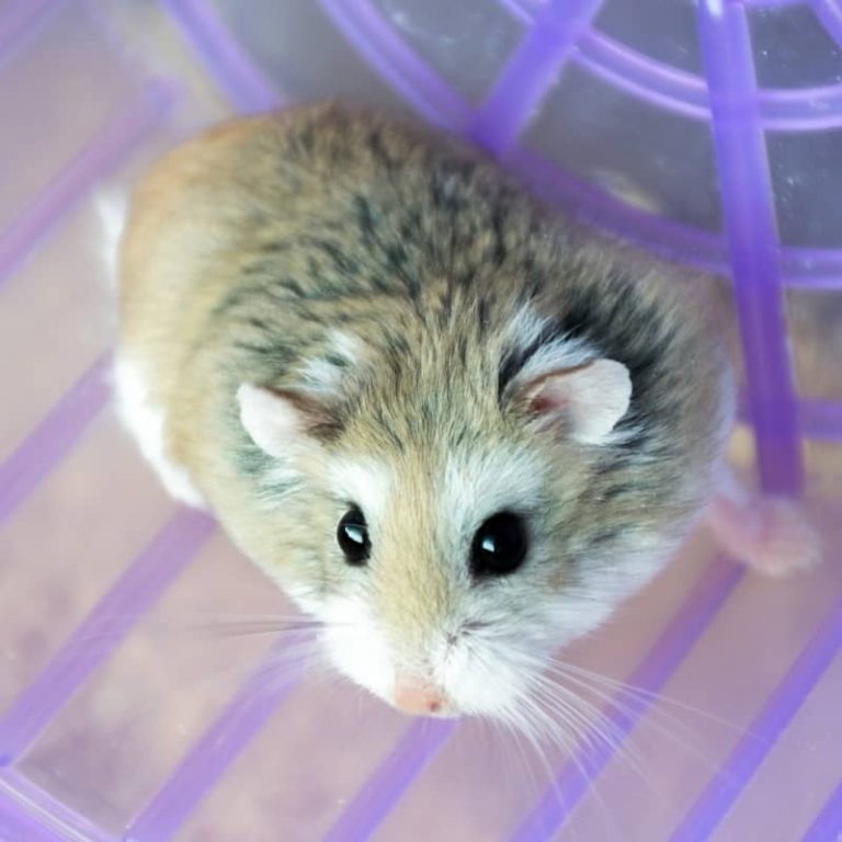 Chuột Hamster Robo Nhập Khẩu Đáng Yêu Đáng Mua Mew Pet Shop