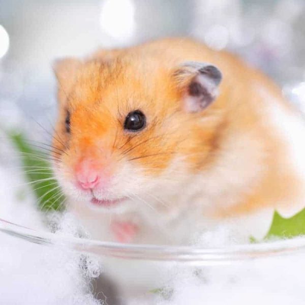 Chuột Hamster Winter White 5
