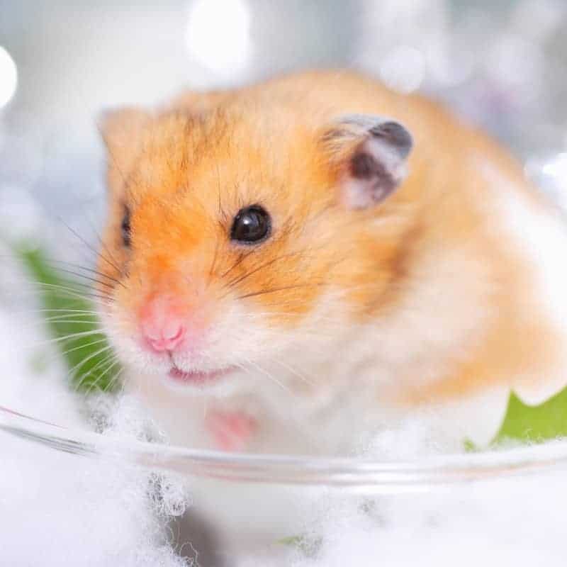 100 Hình Ảnh Chuột Hamster Cute Đẹp Nhất Chỉ Có Tại Batterydown