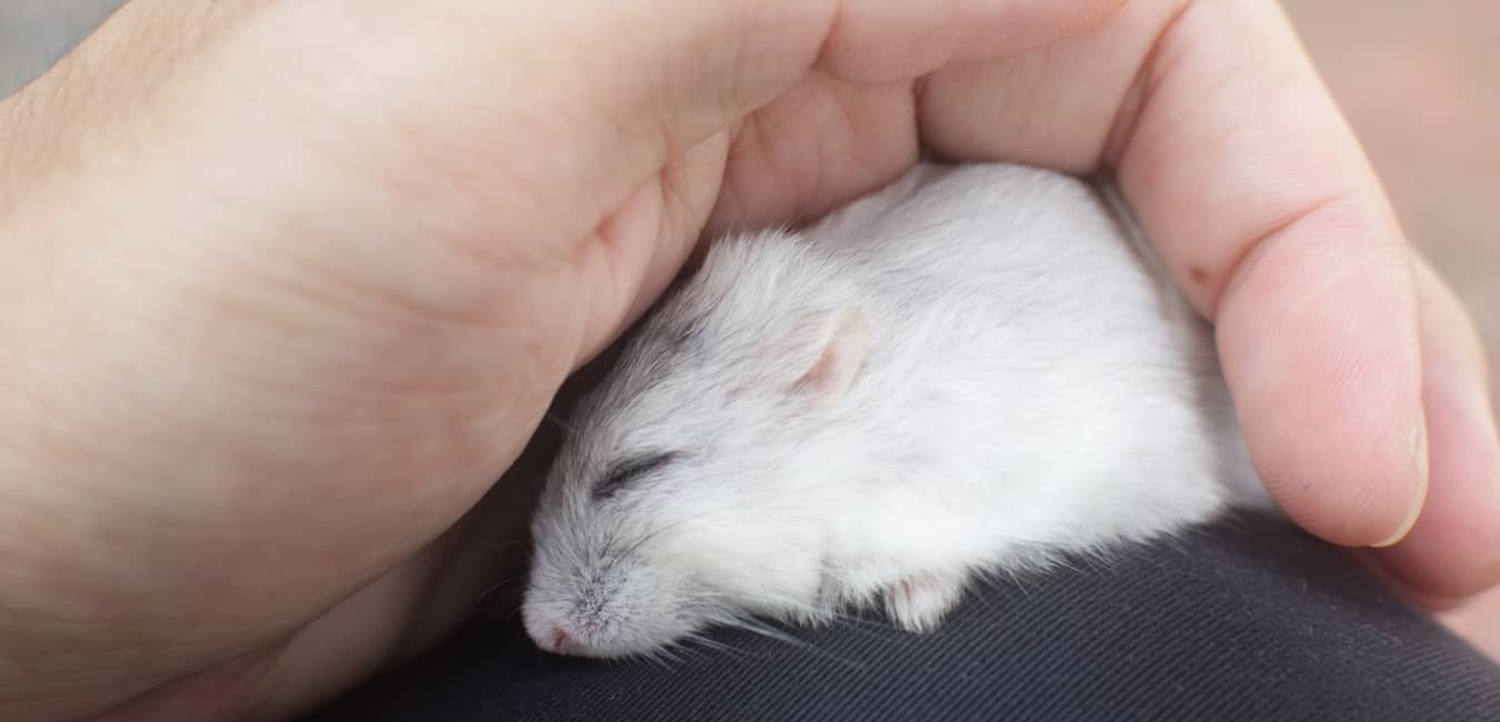 Chuột Hamster Winter White ngủ trên tay