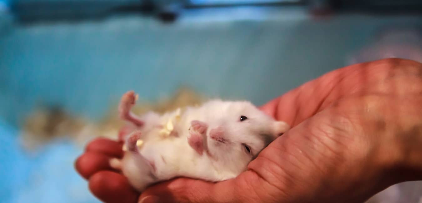 Chuột Hamster Winter White ăn tạp