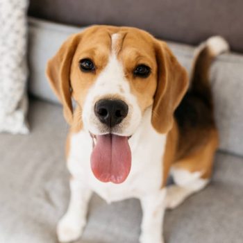 Sản Phẩm Chó Beagle 1
