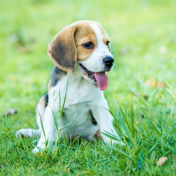 Sản Phẩm Chó Beagle 10