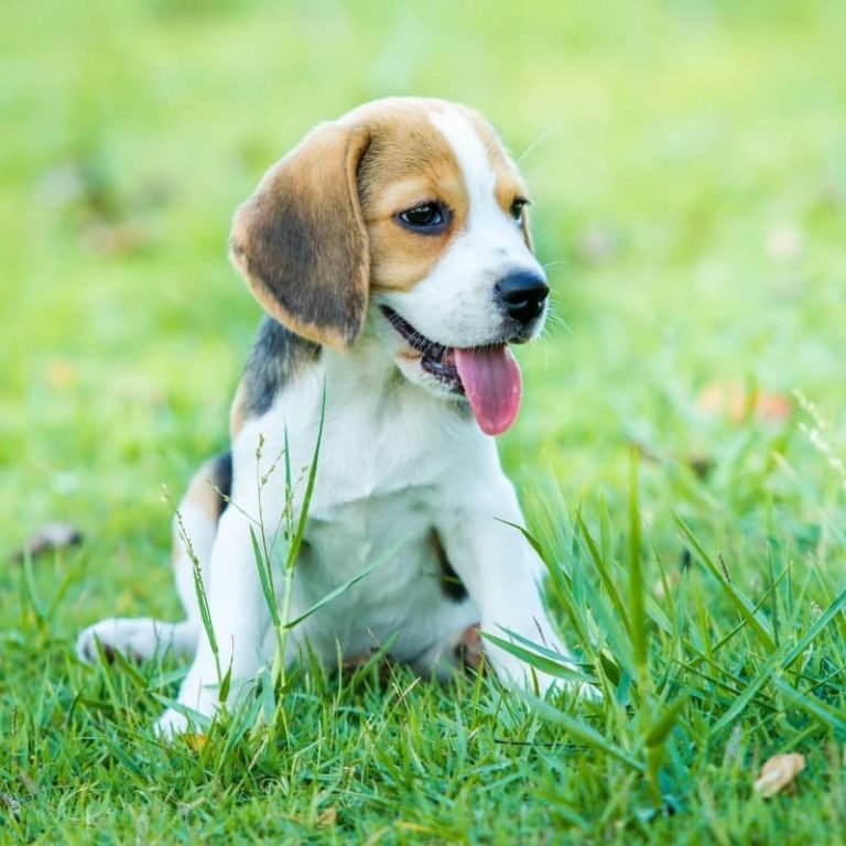 TRẠI Chó Beagle / Chó Săn Thỏ Thuần Chủng Cực Đẹp [TOP #1]