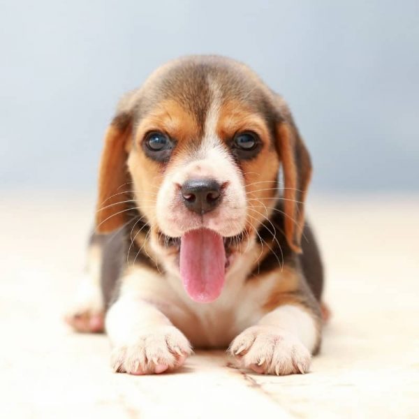 Sản Phẩm Chó Beagle 4
