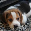 Sản Phẩm Chó Beagle 5