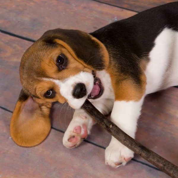 Sản Phẩm Chó Beagle 7