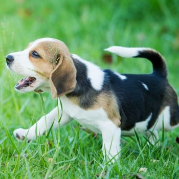 Sản Phẩm Chó Beagle 9