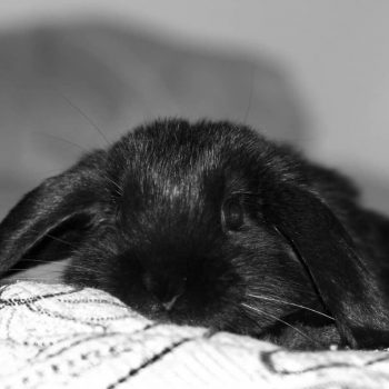 Thỏ Mini Lop Black 4