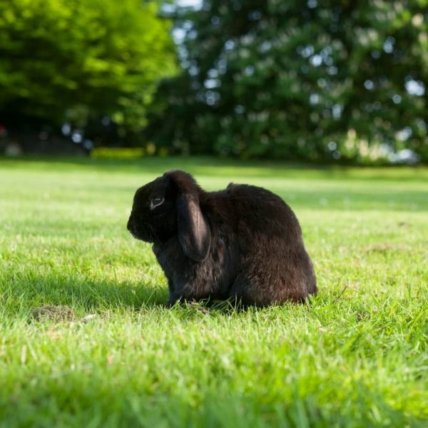Thỏ Mini Lop Black 5
