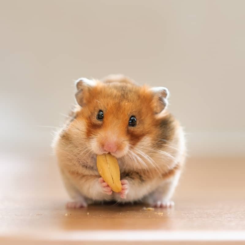 Chuột Hamster ăn bắp