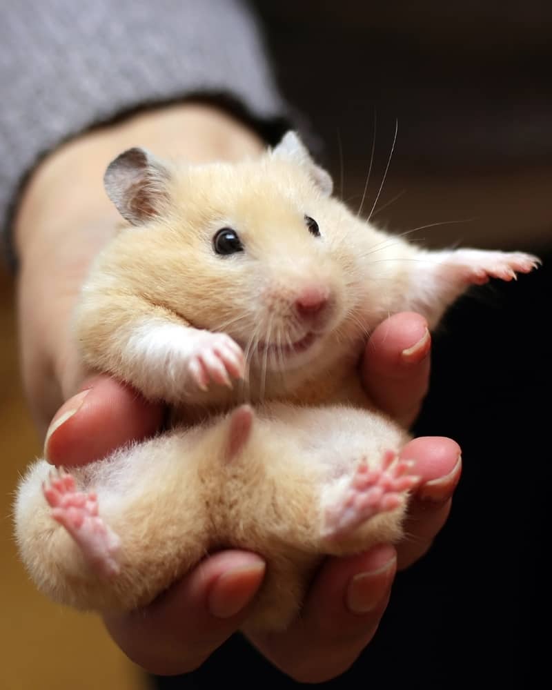 Bế chuột Hamster