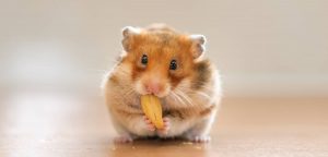 Chuột Hamster ăn gì?