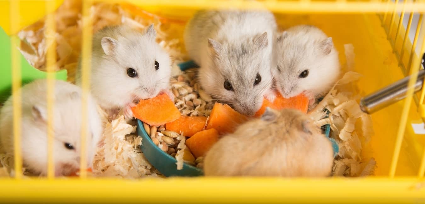 Chuột Hamster ăn gì tốt nhất?