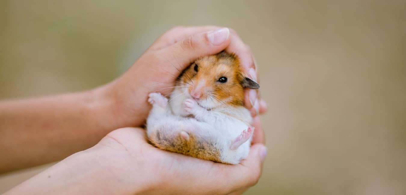 Chuột Hamster Giá Bao Nhiêu? Giá Chuột Hamster Mới Nhất 2022