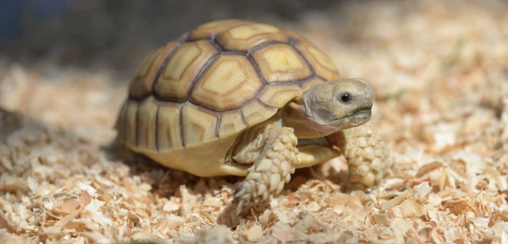 30 Điều Cần Biết Khi Nuôi Rùa Sulcata Châu Phi [ NÊN ĐỌC]