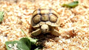 Rùa Sulcata - Rùa Châu Phi là gì?