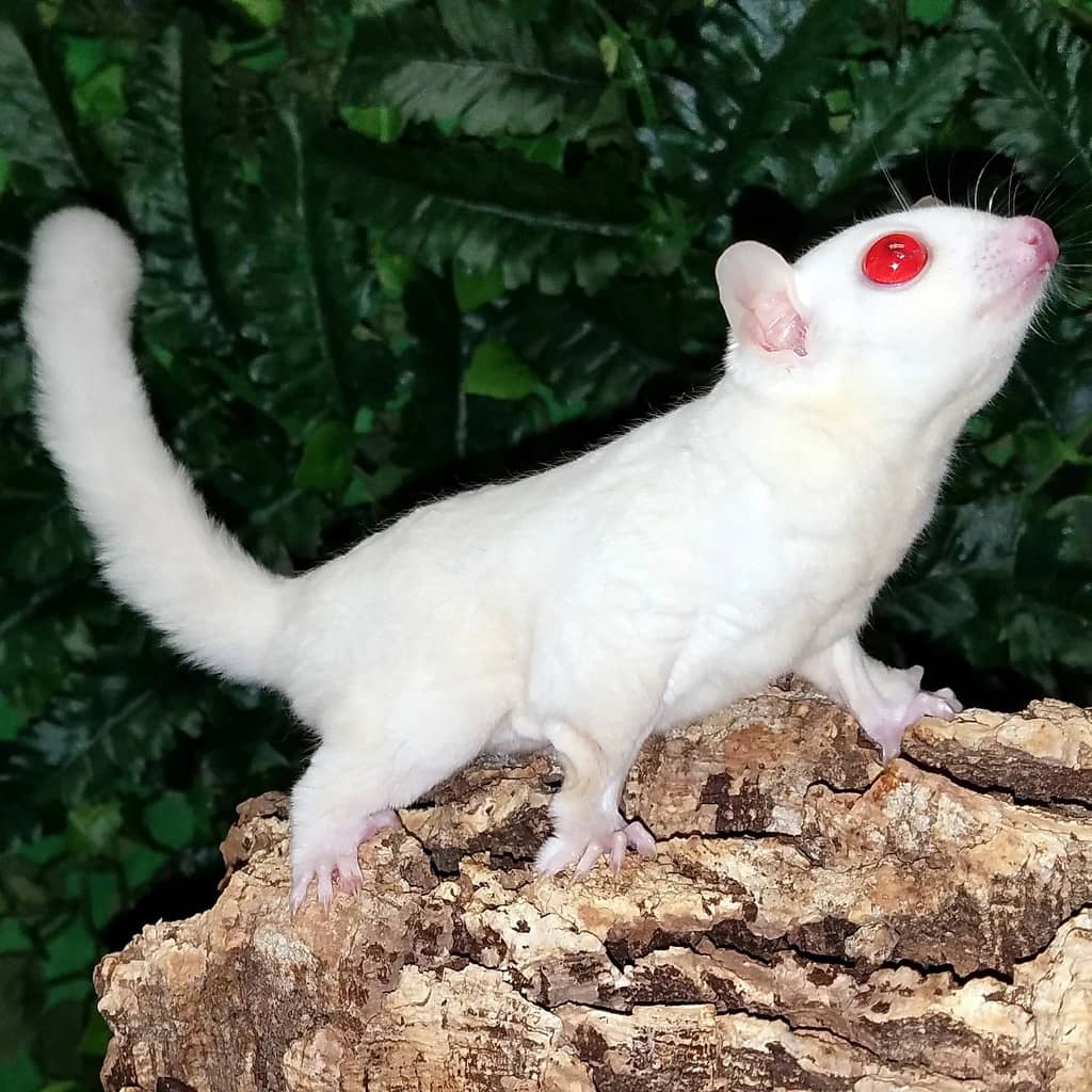 Sóc Bay Úc Bạch Tạng Mắt Đỏ - Albino Sugar Glider