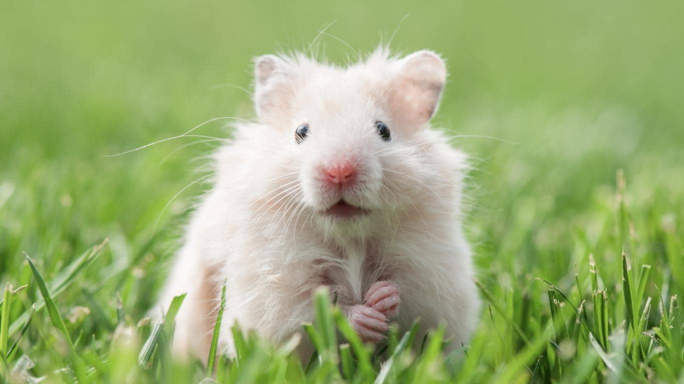 Cách Phân Biệt Giới Tính Chuột Hamster Đực Cái [CHUẨN 100%]