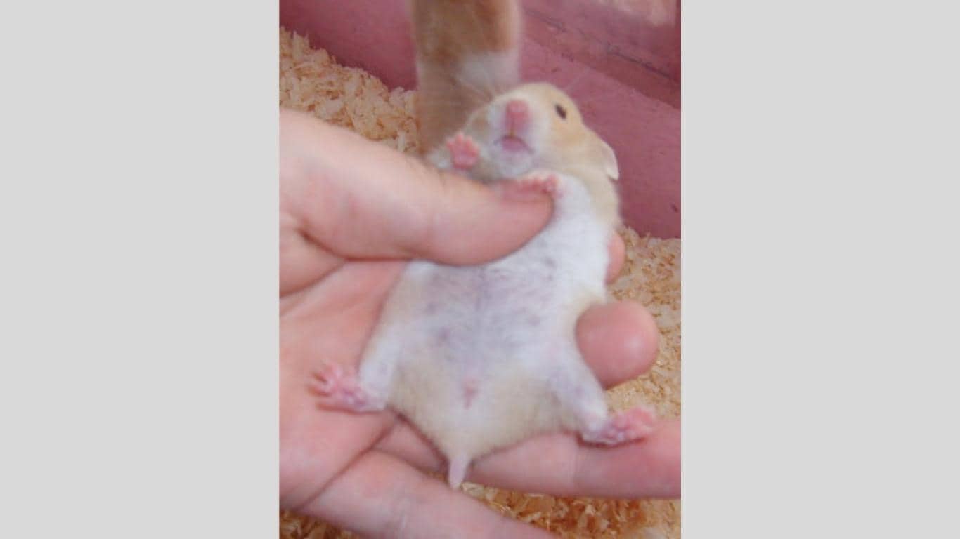 Chuột hamster phân biệt giới tính chuột con
