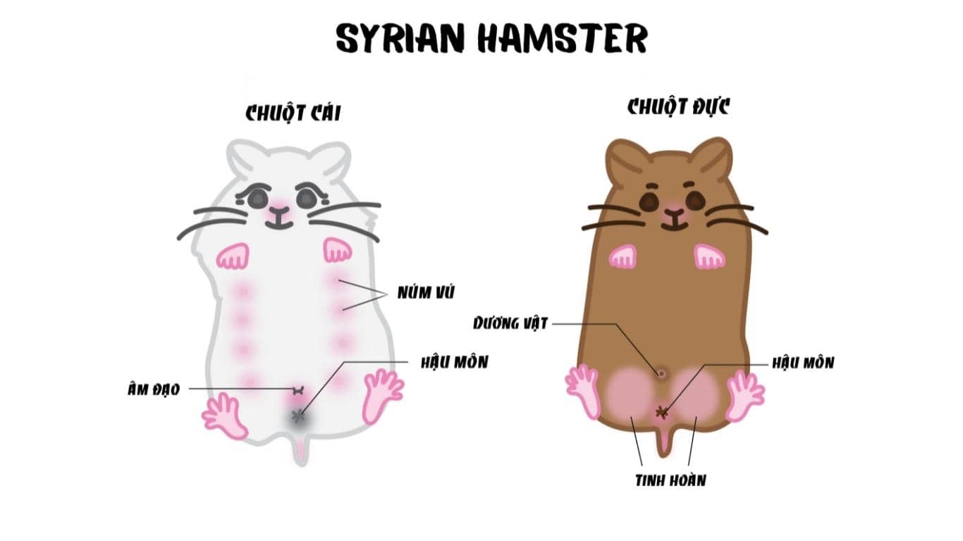 Hamster Bear gear phân biệt giới tính