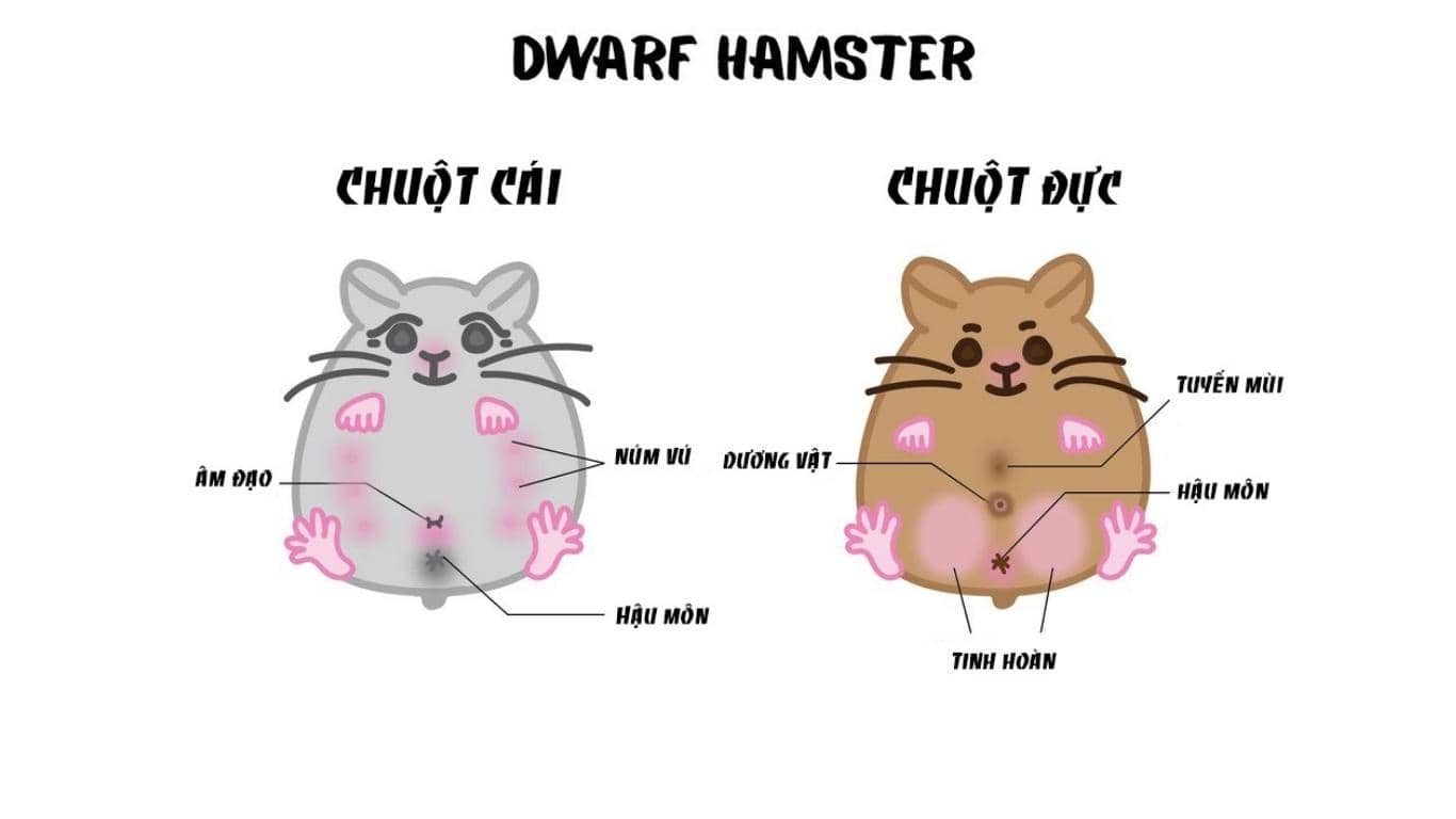 Cách phân biệt giới tính chuột Hamster Dwarf