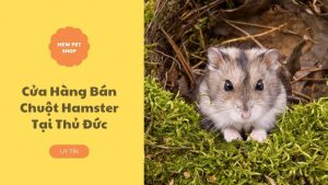 Bán Chuột Hamster Thủ Đức Uy Tín Chất Lượng 1